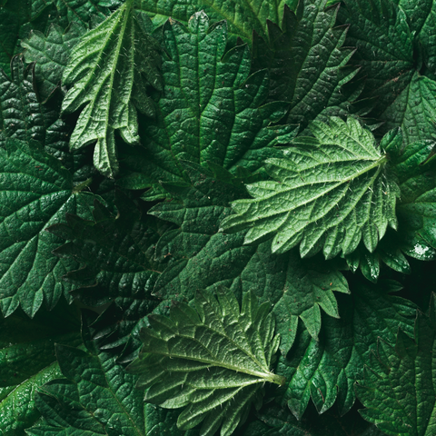 oat / nettle / horsetail / rosemary