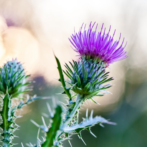 milk thistle seed extract & maltodextrin /